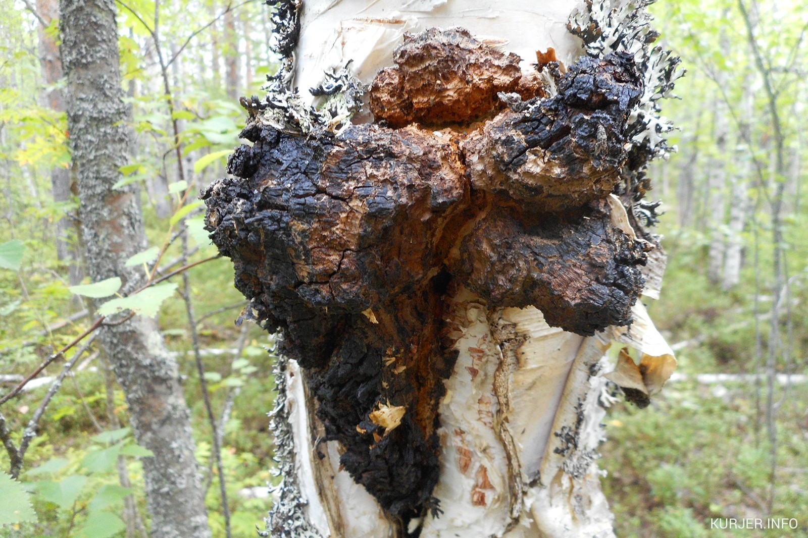 ?植物黃金的腸道健康革新：白樺茸重塑微生態的三大路徑