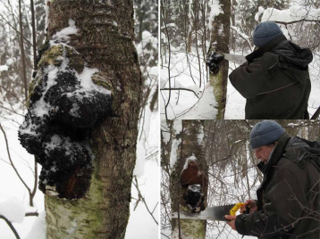 滋得洛夫白樺茸：開啟健康養生新選擇！